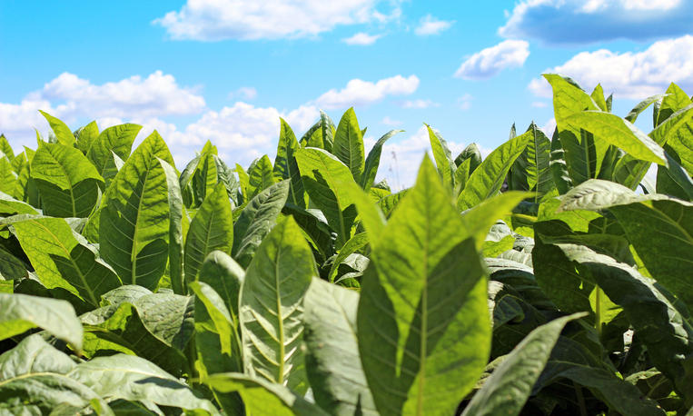 A field of tobacco leaves being grown in summer